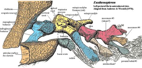 Palaeos Vertebrates Sarcopterygii: Osteolepiformes: Eusthenopteron