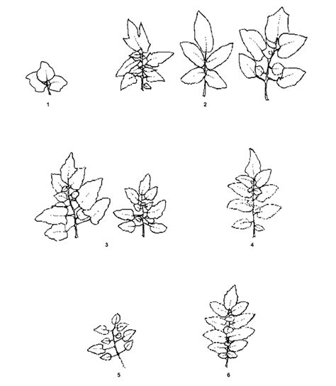 Leaf types in tomato (Source: IPGRI, 2019) | Download Scientific Diagram