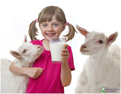 Advantages of Cow Milk over Goat Milk (and vice versa) - Healthy Home ...