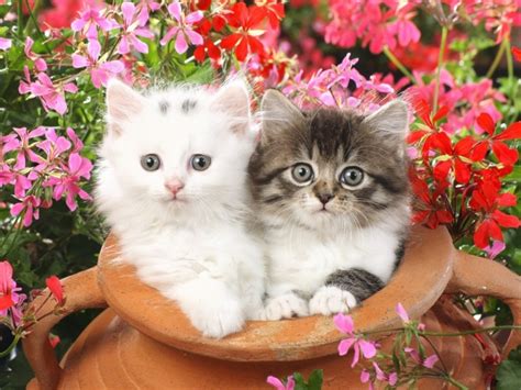 two cute cats wallpaper