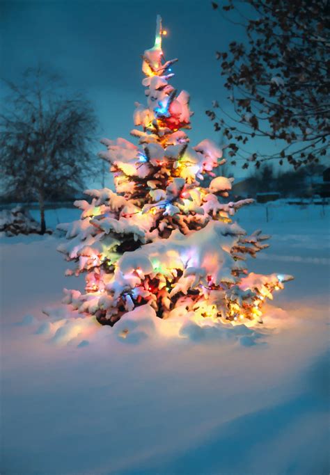 Snow covered Christmas tree with colorful lights | Re-posted… | Flickr