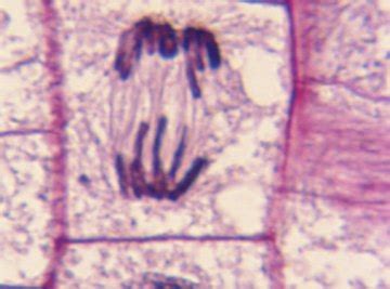 Stages Of Mitosis Under Microscope