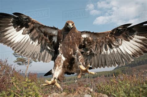 Golden eagle (Aquila chrysaetos) sub-adult male (two years) flying down to take prey, Cairngorms ...