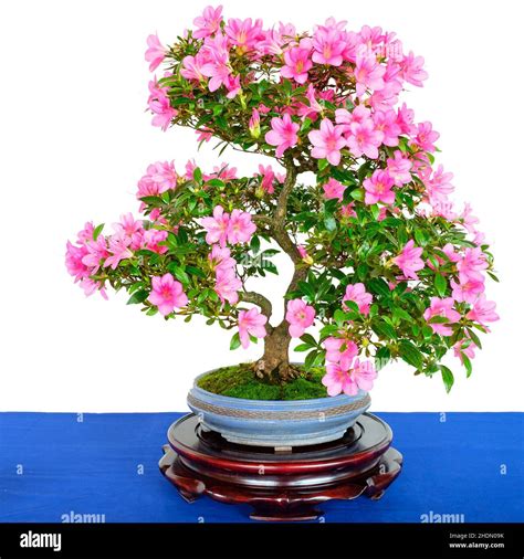 rhododendron, azalea, bonsai tree, rhododendrons, azaleas, bonsai, bonsai trees Stock Photo - Alamy