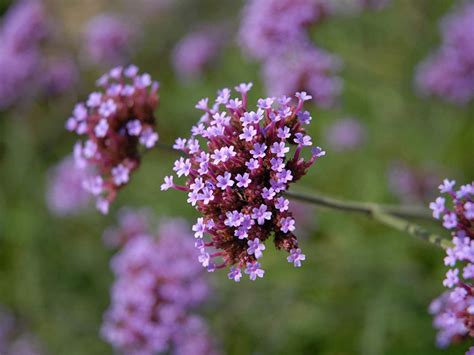 Verbena (Vervain): Benefits, Uses, Characteristics and Interactions