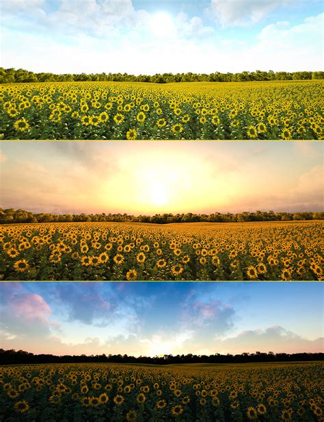 Sunflower Fields 8k Iray HDRIs | Daz 3D