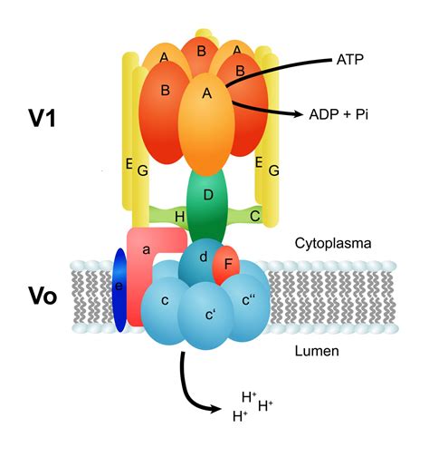 Struktur der V-ATPase - DocCheck