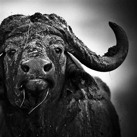 Over 15 Years, One Photographer Makes the Most Astonishing Portraits of Africa's Wild Animals ...