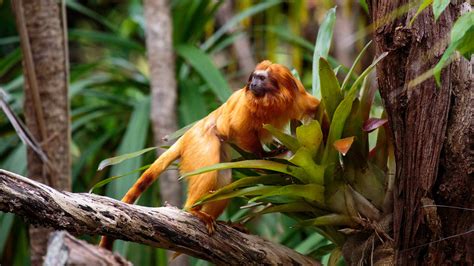 Golden Lion Tamarins Habitat