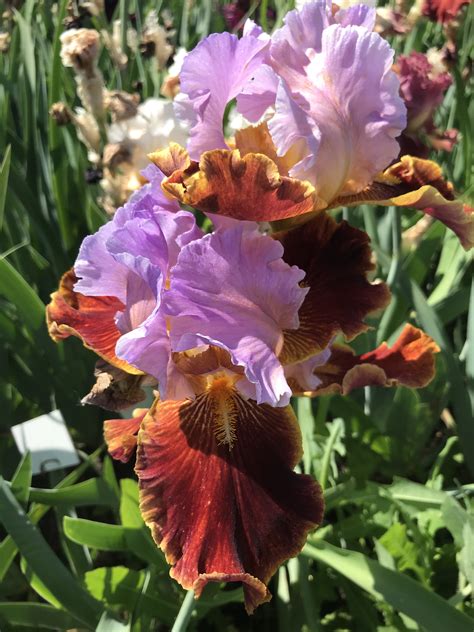 Golly Gee Whiz – Irises garden