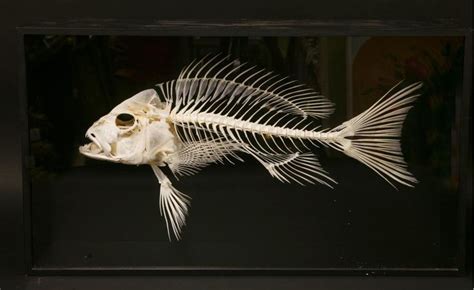 scary skeleton fish | Animal skeletons, Fish, Fish skeleton