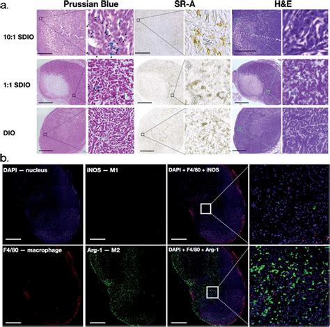 Representative histology and immunohistochemistry images of mouse ...