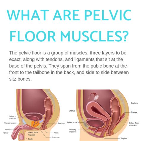 Pelvic Floor Muscles' Five Important Roles - Propel Physiotherapy