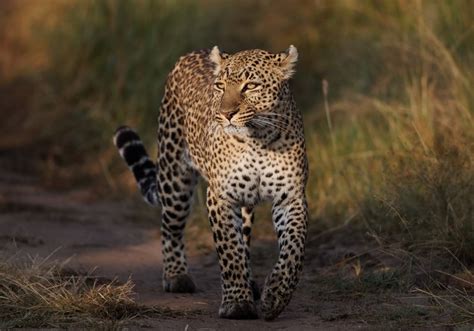 Big cats, Leopards, HD Wallpaper | Rare Gallery