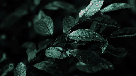 Dark Plant Desktop Wallpapers - Wallpaper Cave