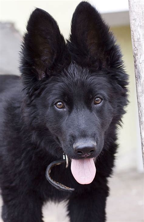 Black German Shepherd Names German Shepherd Names, Black German ...