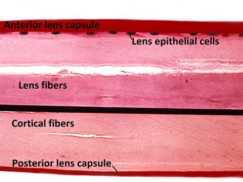 Lens Histology