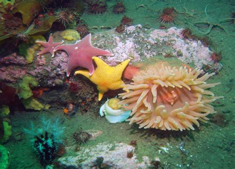 Marine benthic invertebrates f [IMAGE] | EurekAlert! Science News Releases