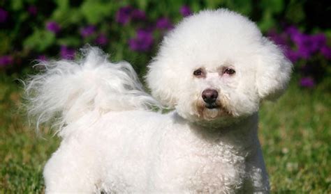 Bichon Frise Dog Breed Information, Images, Characteristics, Health