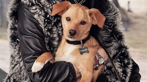 Ariana Grande's Dog Toulouse Stars in Coach's Fall Campaign | Teen Vogue