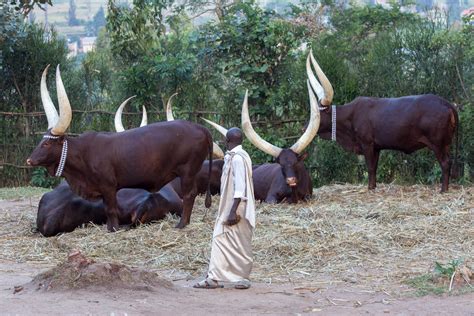 Keeping Ankole Culture alive at epitome of Modernity. - Amity Realtors Ltd