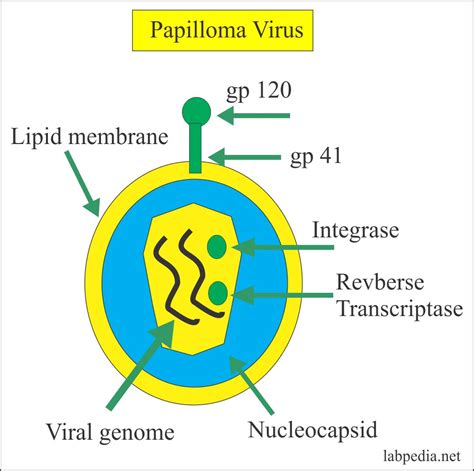 Human Papillomavirus (HPV) – Labpedia.net