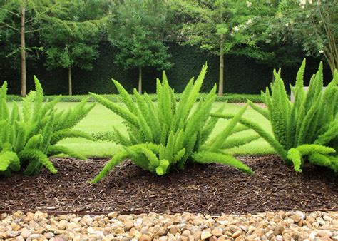 Foxtail Close Up | Moss Landscaping