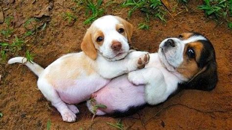 Funny And SOO Cute Beagle Puppies Compilation #01 - Cutest Beagle Puppy - YouTube