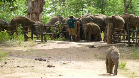 Udawalawe Elephant Transit Home - Alchetron, the free social encyclopedia