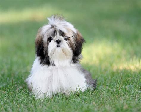 Shih Tzu - SpockTheDog.com