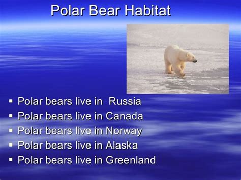 Polar bear facts