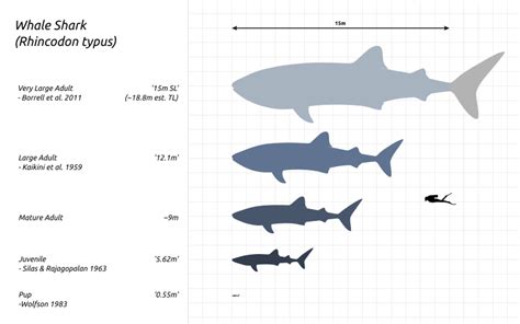 Image: Whale-Shark-Scale-Chart-SVG-Steveoc86