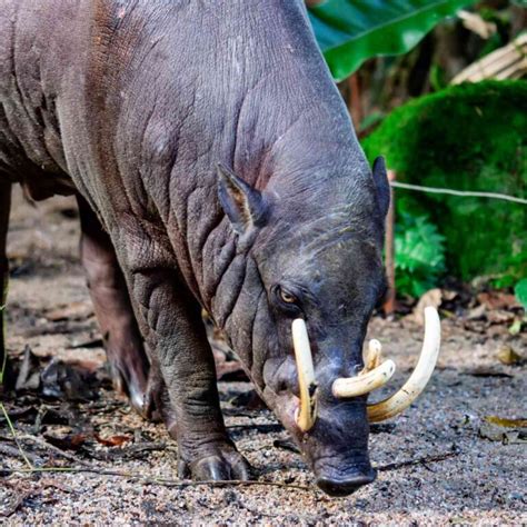 10 Facts About Babirusa You Need to Know - Factopolis