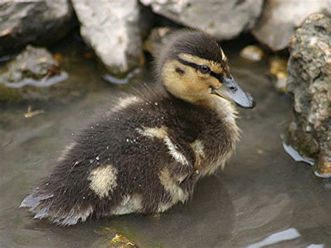 Duck Pond Stock Photos, Pictures & Royalty-Free Images - iStock