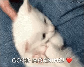 Kitty Kitten GIF - Kitty Kitten GoodMorning - Discover & Share GIFs