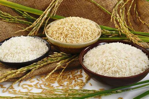 How Bengal is reviving lost varieties of paddy