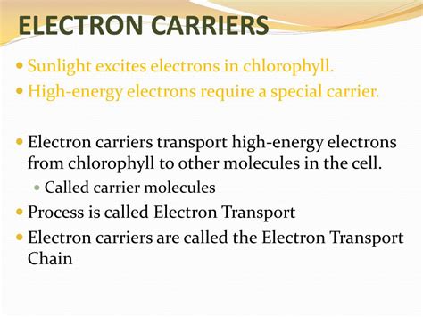 PPT - CHAPTER 8 PHOTOSYNTHESIS PowerPoint Presentation, free download - ID:1879136