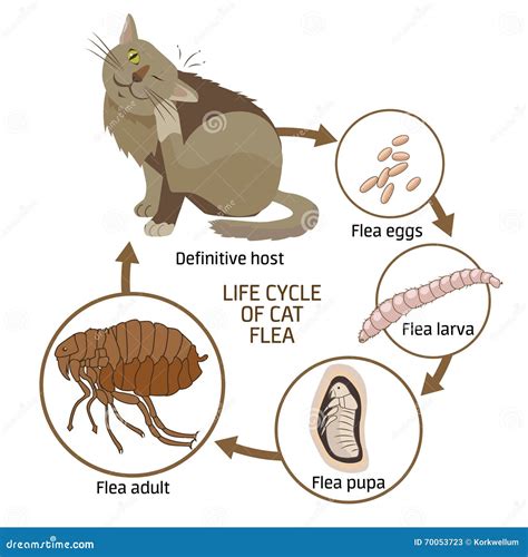 Life Cycle Of Cat Flea Vector Illustration. The Spread Of Infection ...