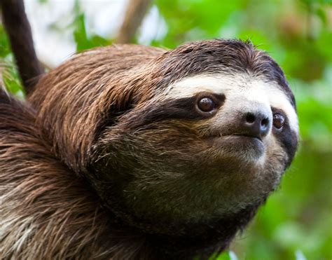 6+ Different Types of Sloths in the Rainforest with Pictures and Facts | Sloth, Three toed sloth ...