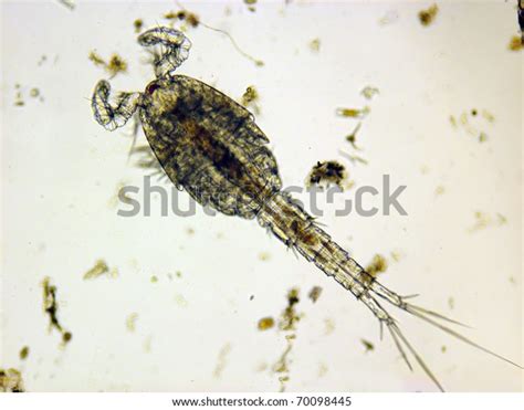 Copepodlive Speciman Pond Water Magnification 40x Stock Photo (Edit Now) 70098445