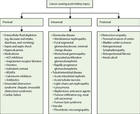 The link between kidney disease and cancer: complications and treatment - The Lancet