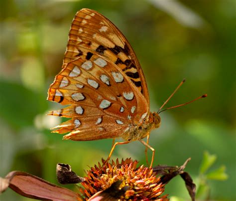 Orange Butterfly Identification and Guide to 29 Species | Owlcation