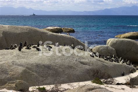 Penguins At Boulders Beach Stock Photo | Royalty-Free | FreeImages