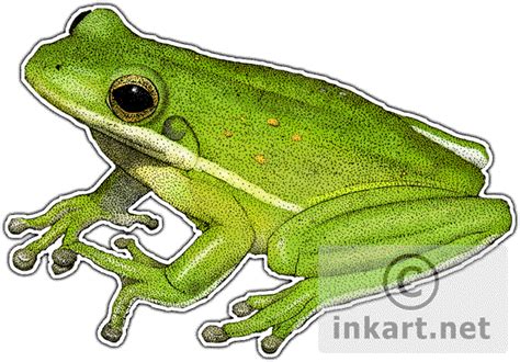 Green Tree Frog Drawing at PaintingValley.com | Explore collection of ...