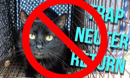 The Kincardine Record | Township dismisses "trap-neuter-return" program ...