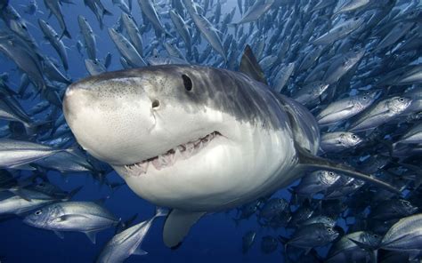 Pin by Jack Huang on Marine Animals | Shark pictures, Great white shark, Shark