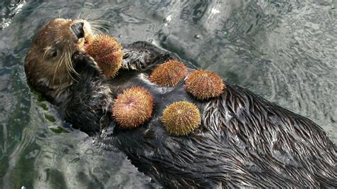 Sea otters fight climate change by guarding kelp forests | One Earth