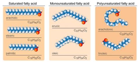 Monounsaturated fat - Definition and Examples - Biology Online Dictionary