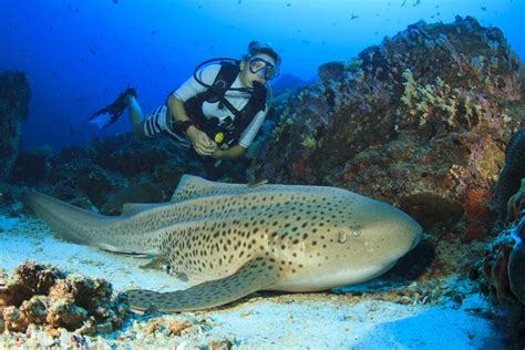 Diving in the Similan Islands - Top Dive Sites , Best Time, Cost - Holidify