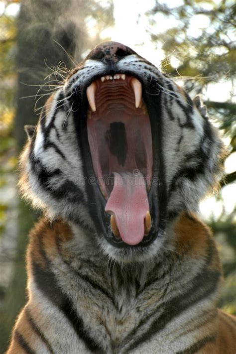 Siberian tiger roar stock photo. Image of feline, teeth - 21127800